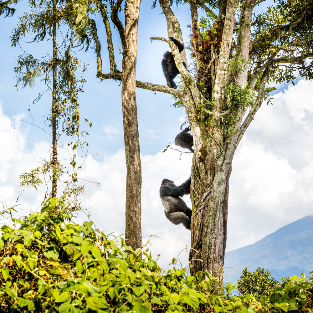 WWF | Gorillas