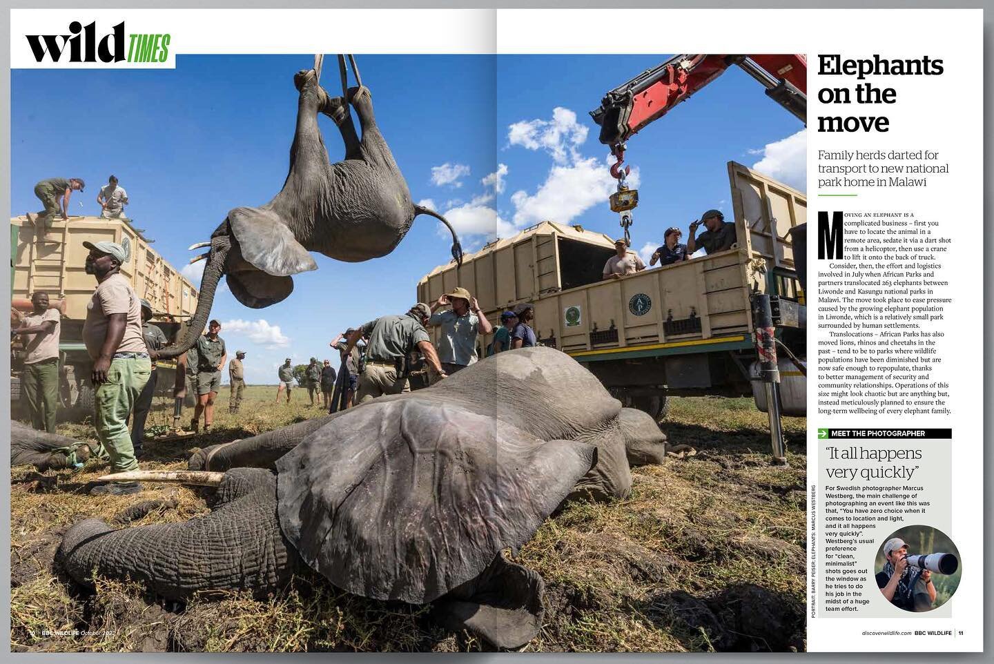 Photographing the elephant translocation in Malawi for @africanparksnetwork a few months ago was definitely an interesting assignment. I&rsquo;d call it organized chaos, except it wasn&rsquo;t really chaotic at all, even if it felt that way as a phot