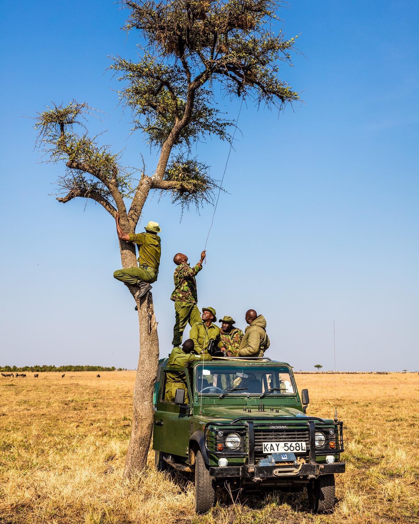 Climbing trees isn&rsquo;t part of most job descriptions, but when poachers have set snares for giraffes, there aren&rsquo;t many other options. Snares - safer to use than guns since they work silently, and without the perpetrator being present at th